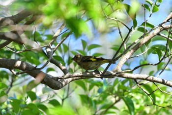 Grey-capped Greenfinch Nagahama Park Wed, 5/25/2022