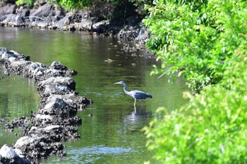 Grey Heron Nagahama Park Wed, 5/25/2022