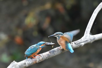 カワセミ 長浜公園 2022年5月26日(木)