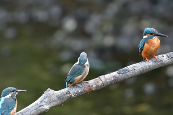 カワセミ 長浜公園 2022年5月26日(木)