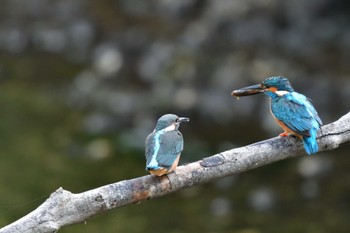 カワセミ 長浜公園 2022年5月26日(木)