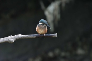 カワセミ 長浜公園 2022年5月26日(木)