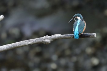 カワセミ 長浜公園 2022年5月26日(木)