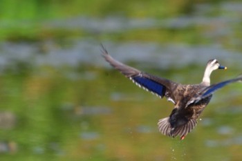 カルガモ 長浜公園 2022年5月26日(木)