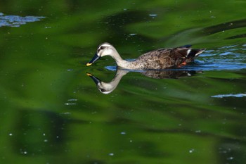 カルガモ 長浜公園 2022年5月26日(木)