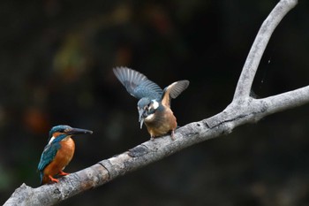 カワセミ 長浜公園 2022年5月26日(木)