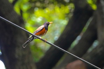 Izu Thrush Miyakejima Island Wed, 5/18/2022