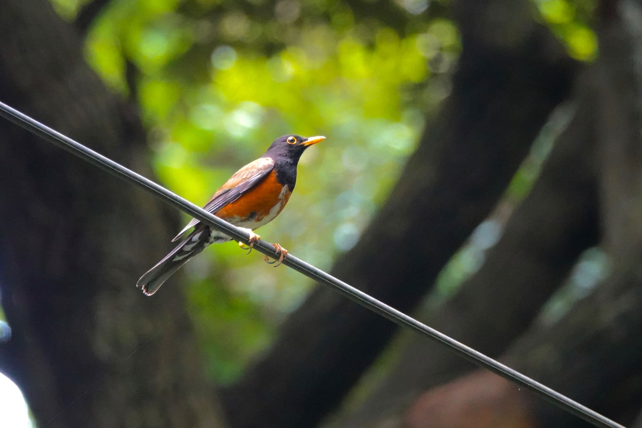 Izu Thrush