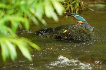 2022年5月27日(金) 福井緑地(札幌市西区)の野鳥観察記録