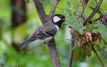 2022年5月27日(金) 千里南公園の野鳥観察記録