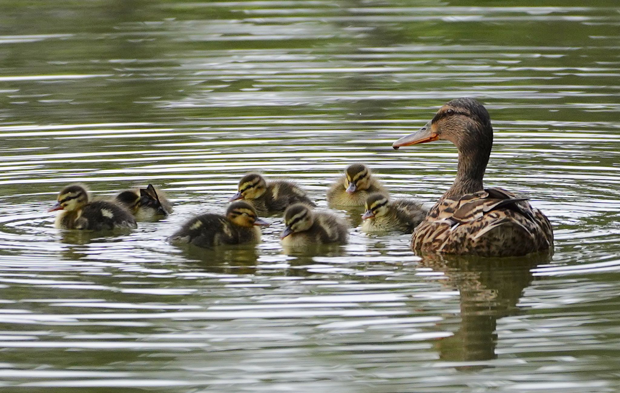 千里南公園 マガモの写真