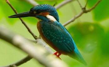 2022年5月27日(金) 山田西公園の野鳥観察記録