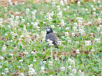 White-cheeked Starling 川越市 Thu, 5/26/2022