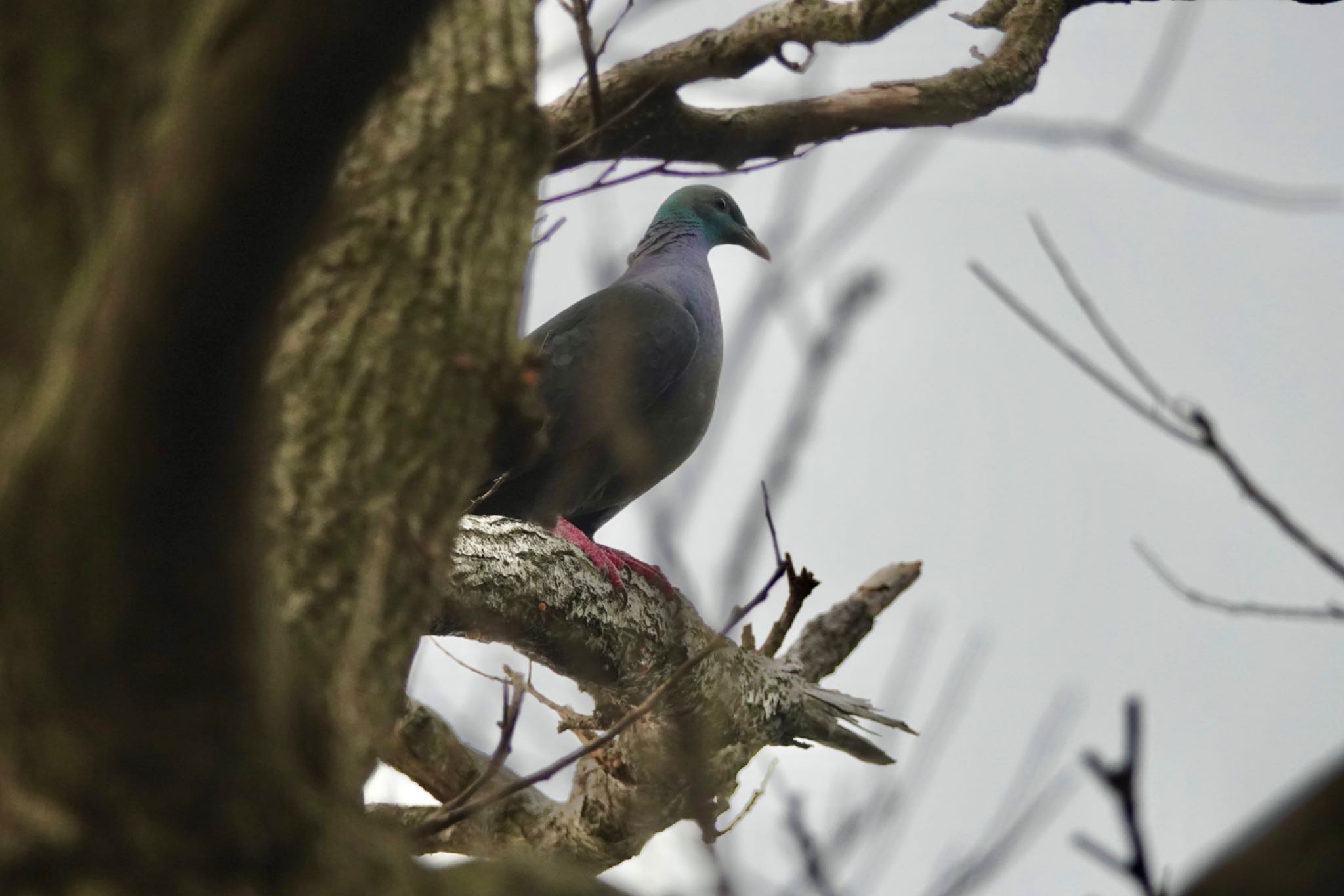 Photo of Black Wood Pigeon at Miyakejima Island by のどか