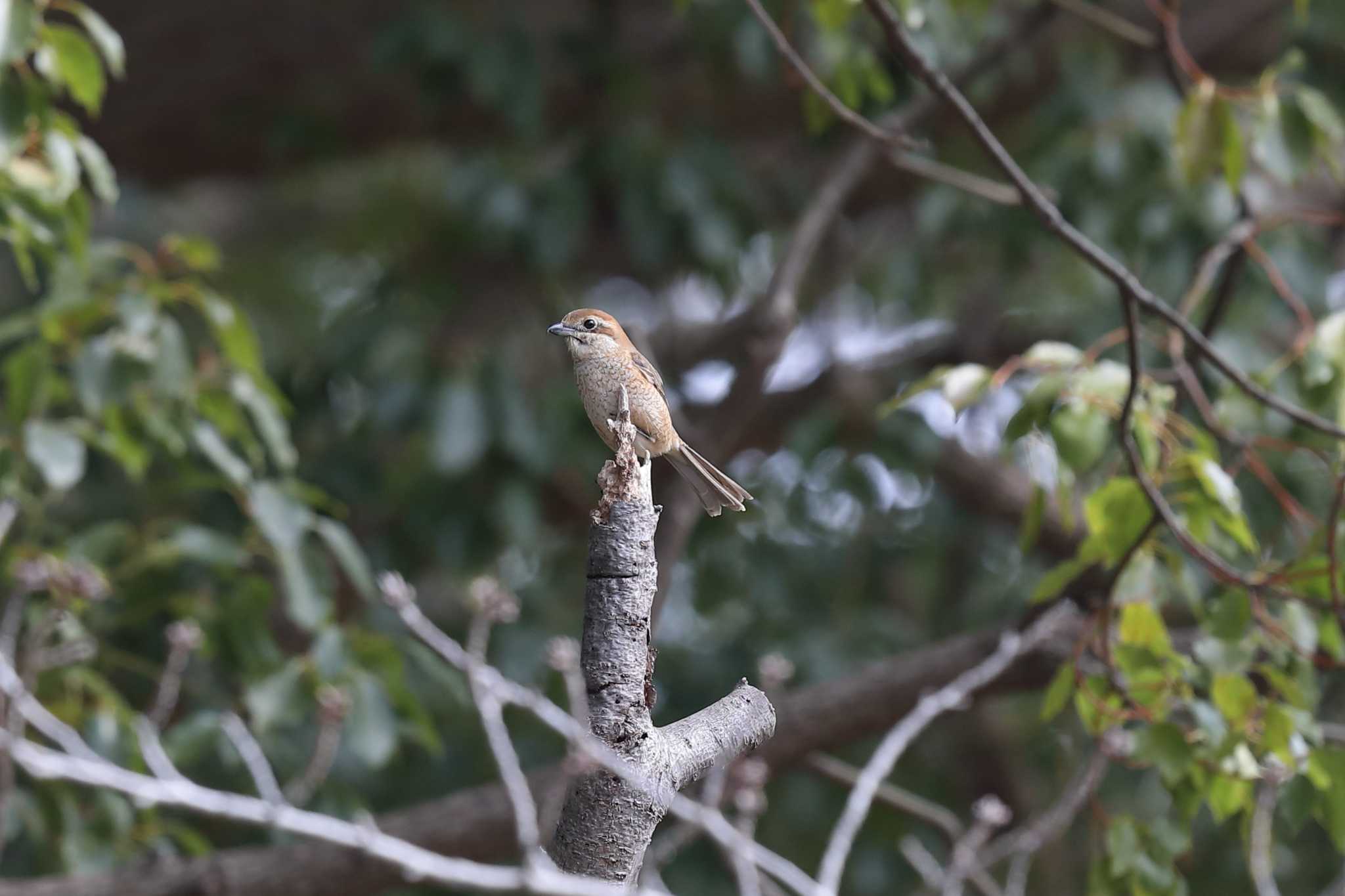 明石公園のモズ