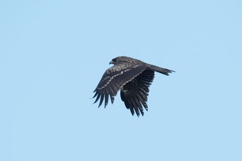 トビ 群馬県 2017年12月19日(火)