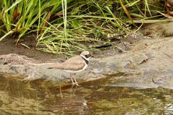 Little Ringed Plover 川崎 Fri, 5/27/2022