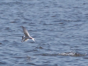 2022年5月23日(月) 葛西臨海公園の野鳥観察記録