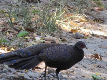 Germain's Peacock-Pheasant ベトナム Thu, 2/25/2016