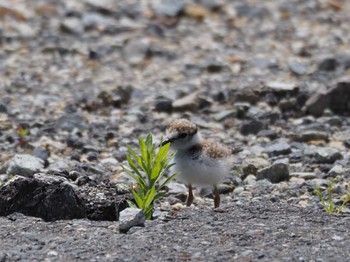 Little Ringed Plover 通りすがりの空き地 Fri, 5/27/2022