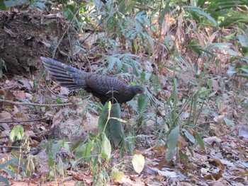 Germain's Peacock-Pheasant ベトナム Thu, 2/25/2016