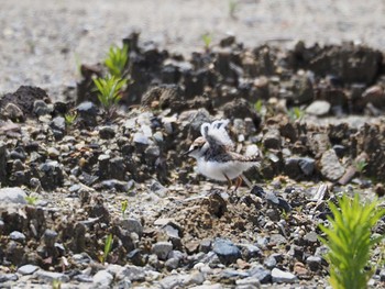 Little Ringed Plover 通りすがりの空き地 Fri, 5/27/2022