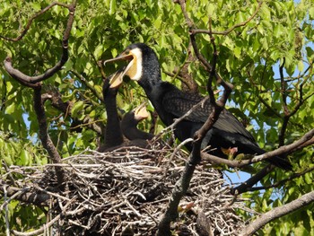 Wed, 5/4/2022 Birding report at 横十間川親水公園(東京都江東区)