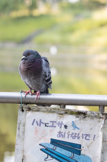 カワラバト 佐竹公園(大阪府吹田市) 2022年5月22日(日)