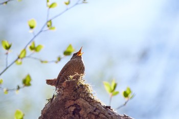 ミソサザイ 軽井沢野鳥の森 2022年5月3日(火)