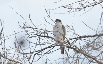 オオタカ 水元公園 2017年12月22日(金)