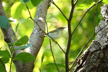 Thu, 5/19/2022 Birding report at Miyakejima Island