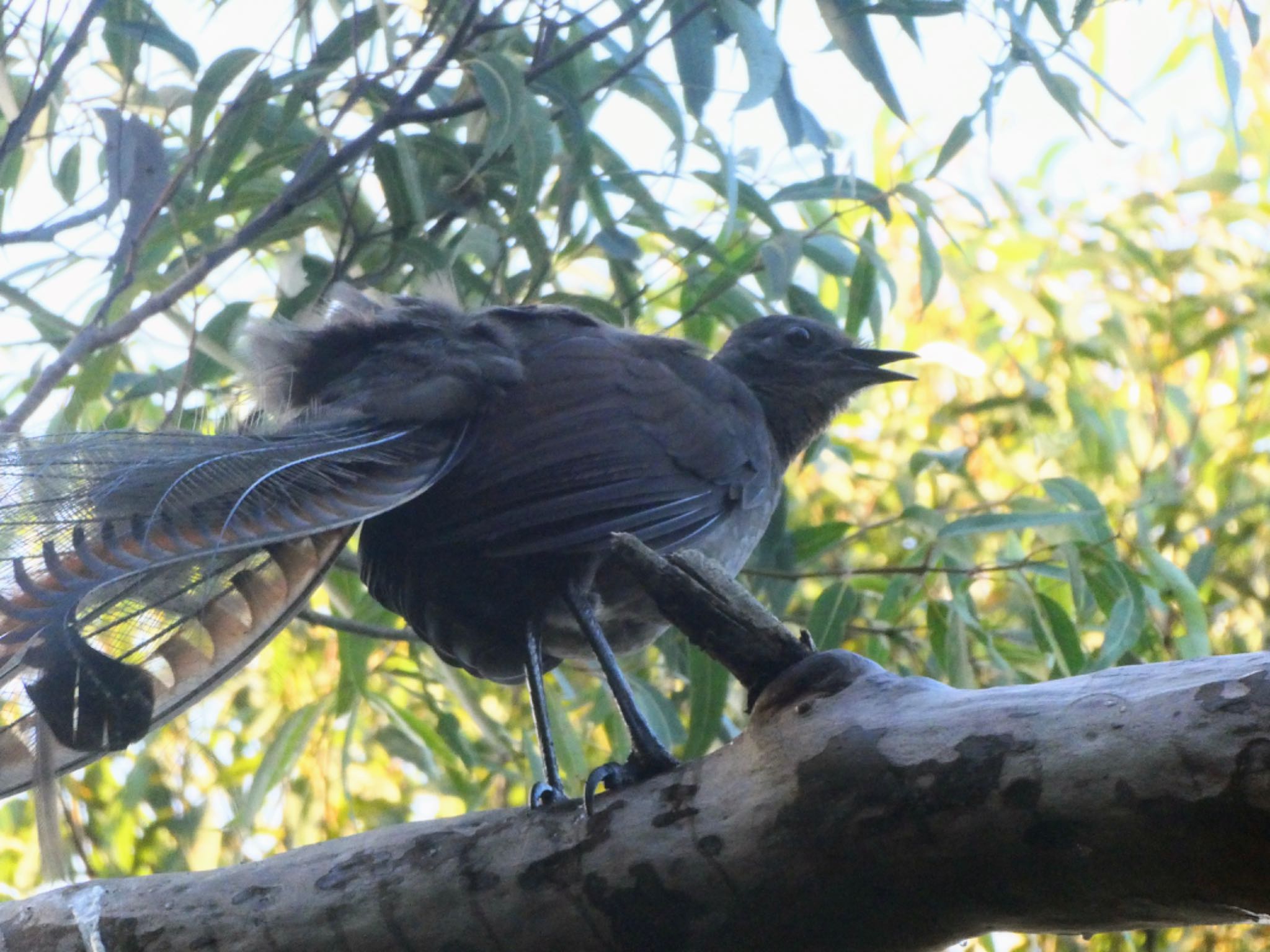 Photo of Superb Lyrebird at Castlecrag, NSW, Australia by Maki