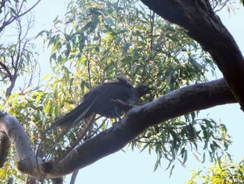 Superb Lyrebird Castlecrag, NSW, Australia Fri, 5/27/2022