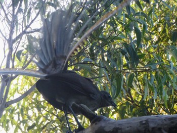 Superb Lyrebird Castlecrag, NSW, Australia Fri, 5/27/2022