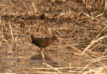 Ruddy-breasted Crake Mizumoto Park Fri, 12/22/2017