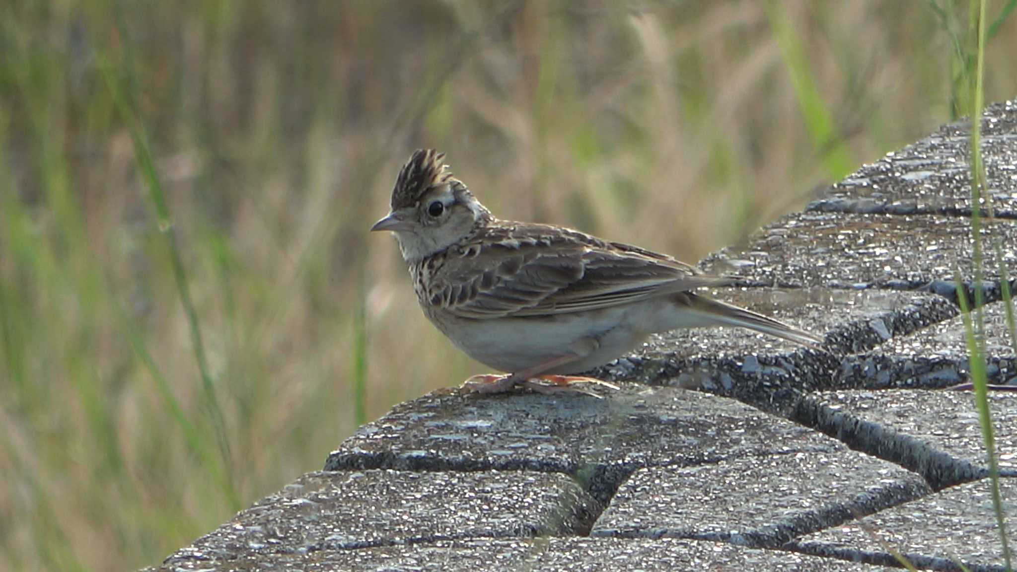 Eurasian Skylark