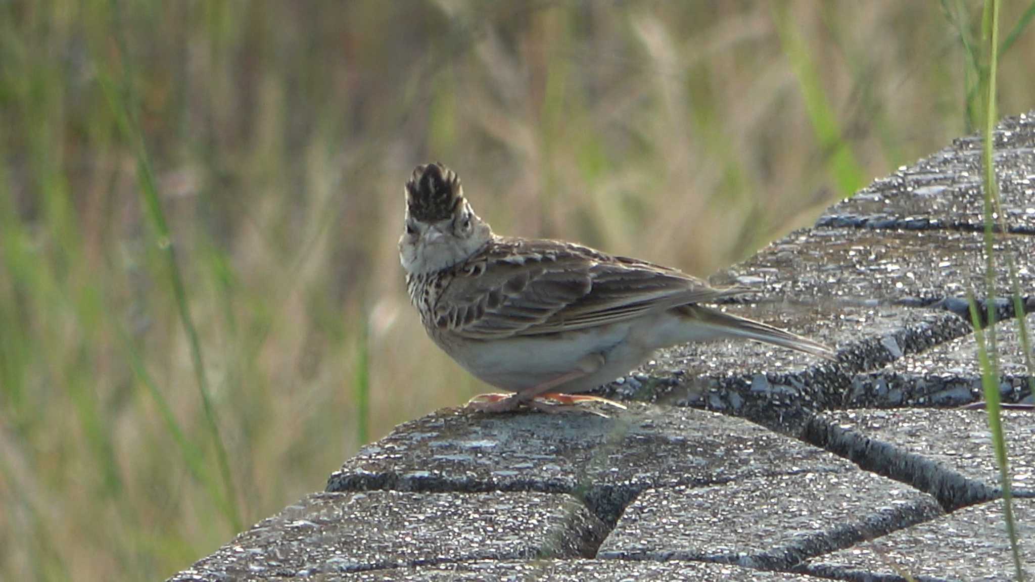 Eurasian Skylark