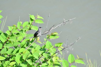 Brown-eared Bulbul 家の前の用水路(名古屋市) Sat, 5/28/2022