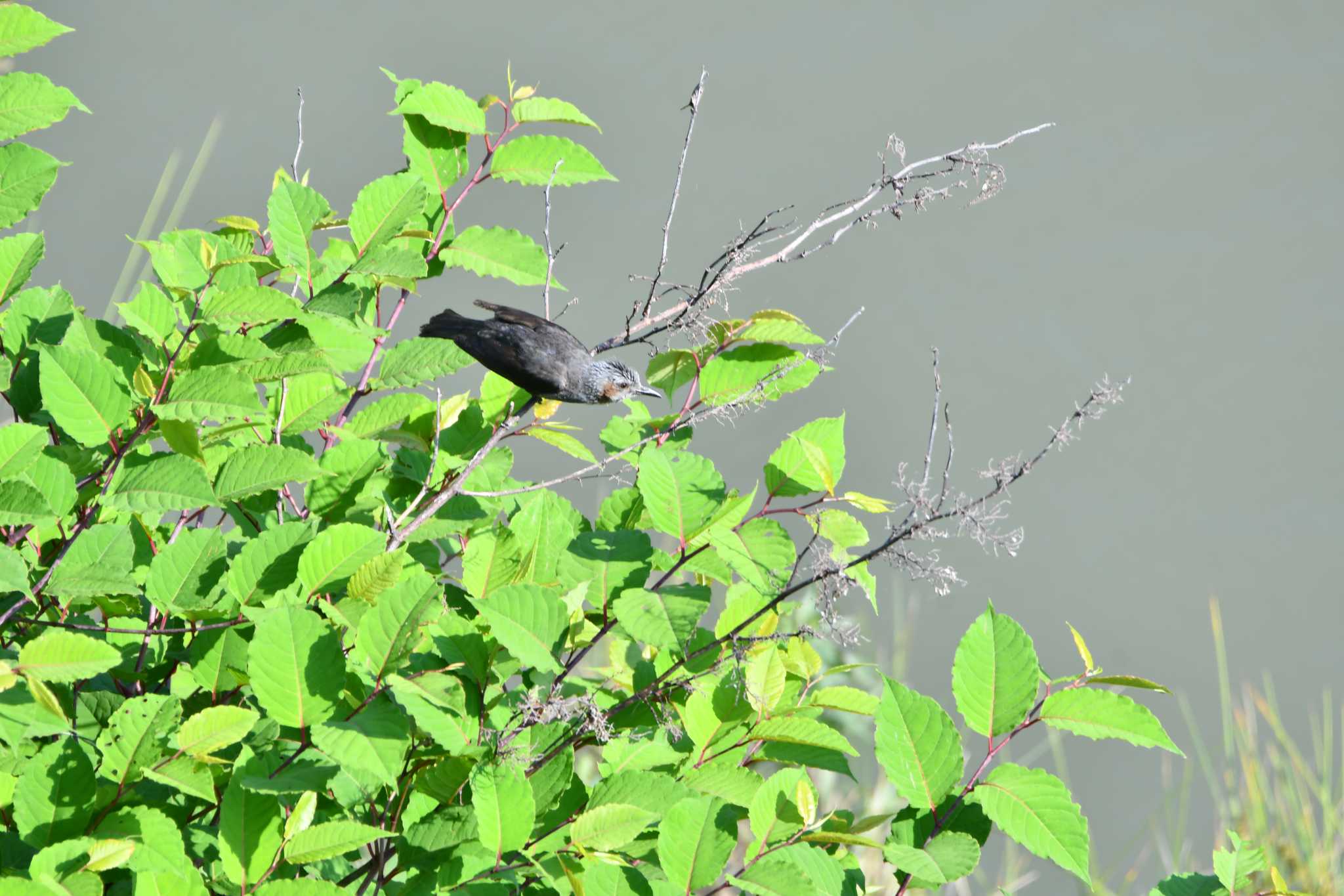 Photo of Brown-eared Bulbul at 家の前の用水路(名古屋市) by みそ＠VM4A