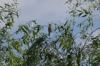 Oriental Reed Warbler 多摩川二ヶ領宿河原堰 Sat, 5/28/2022