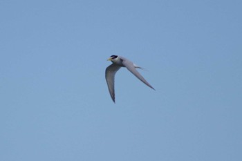 Little Tern 多摩川二ヶ領宿河原堰 Sat, 5/28/2022