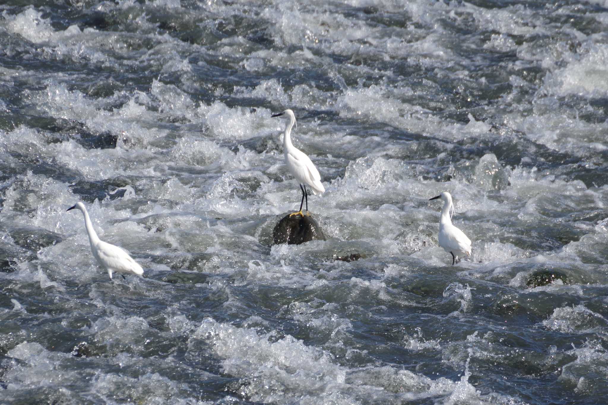 Photo of Little Egret at 多摩川二ヶ領宿河原堰 by さすらう葦