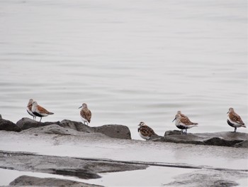 Ruddy Turnstone Kasai Rinkai Park Tue, 5/17/2022