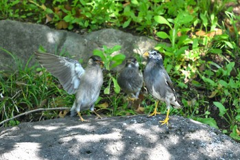 White-cheeked Starling 甲府 Sat, 5/28/2022