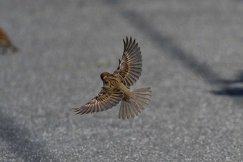 Eurasian Tree Sparrow 甲府市 Sat, 5/28/2022