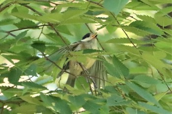 2022年5月28日(土) 寺家ふるさと村の野鳥観察記録