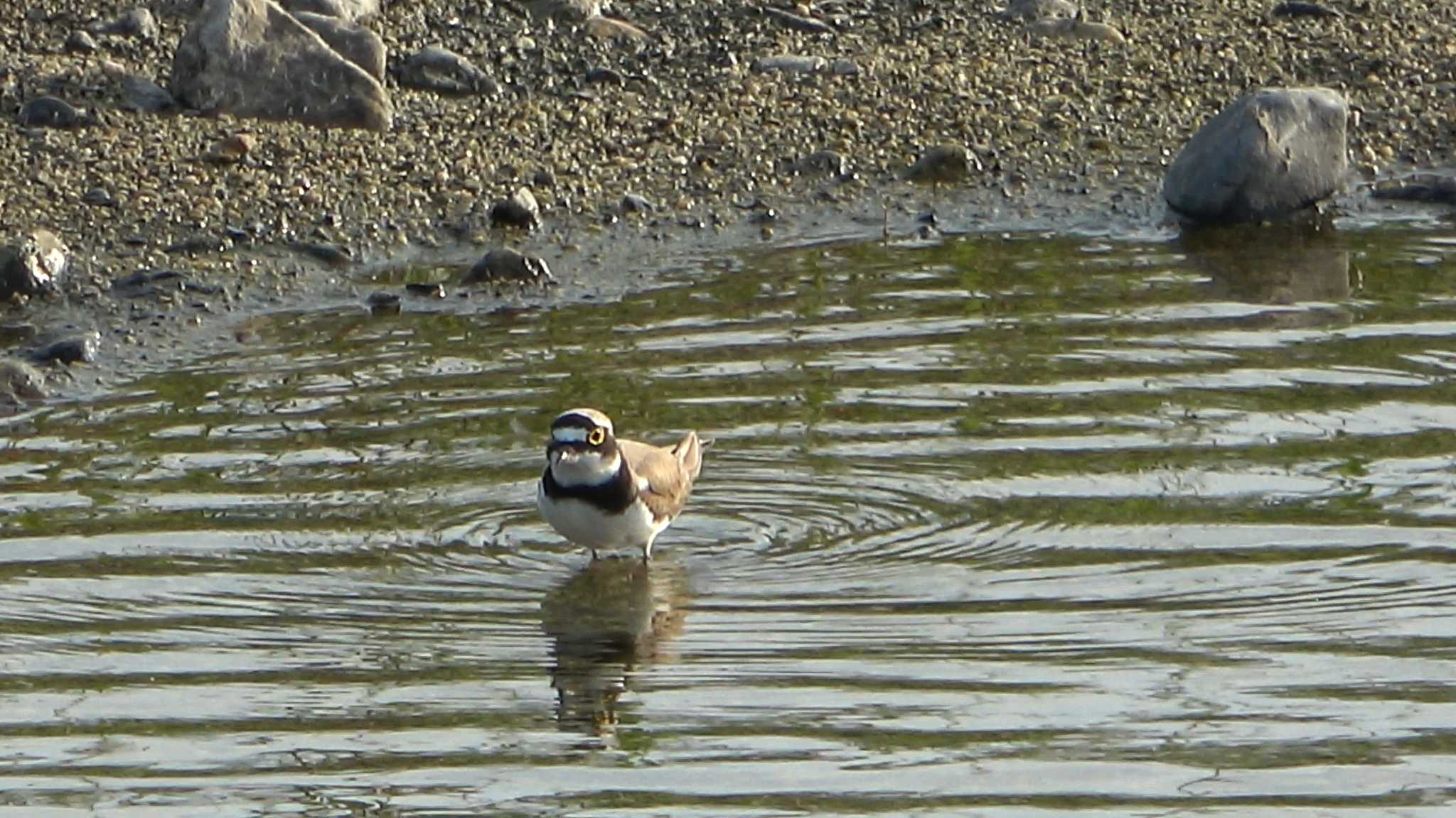 Little Ringed Plover