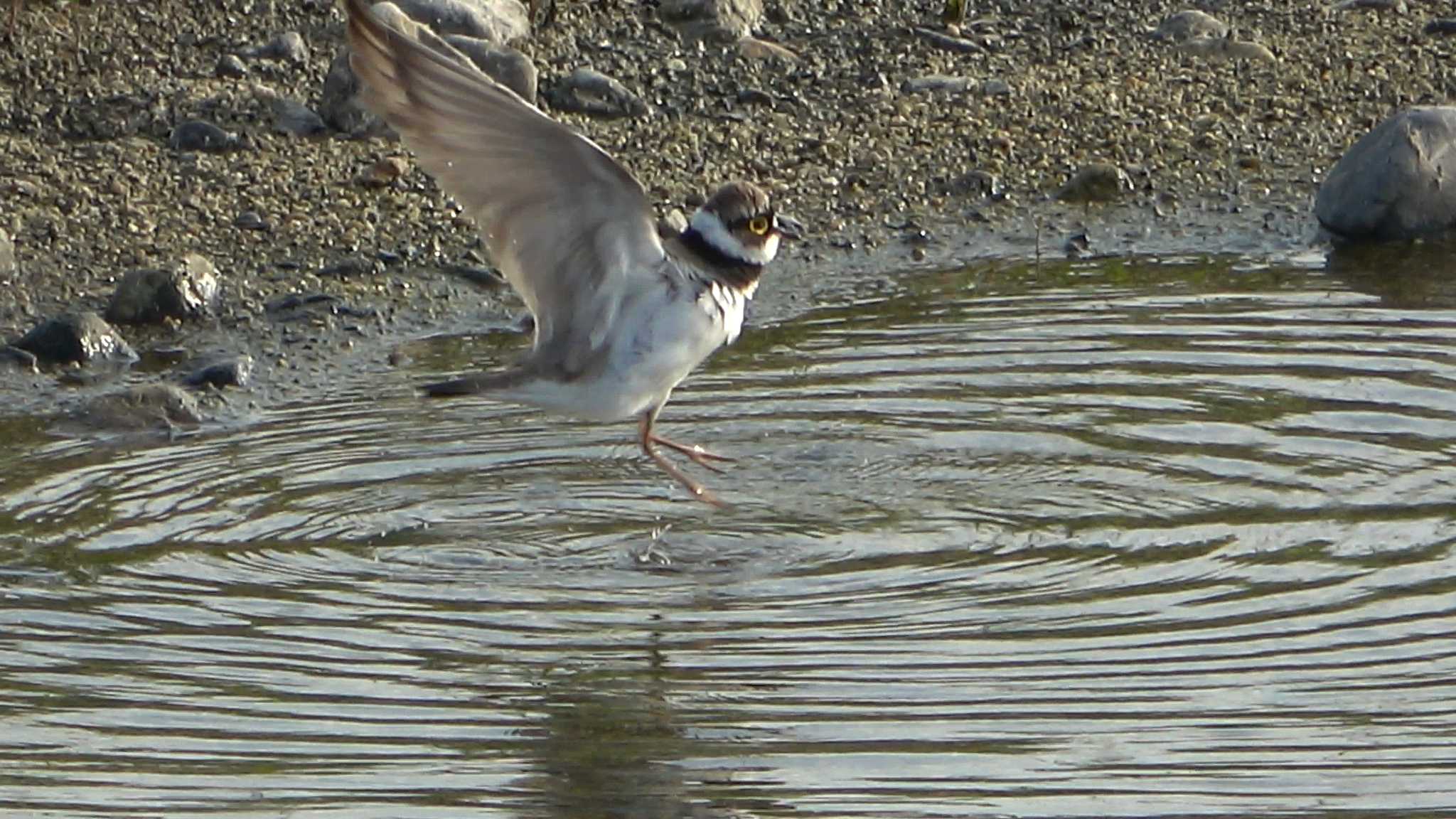 Little Ringed Plover