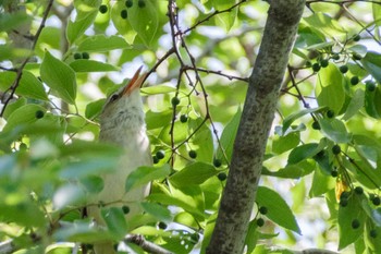 2022年5月28日(土) 都立青山霊園の野鳥観察記録