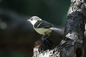 シジュウカラ 尼崎市農業公園 2022年5月28日(土)